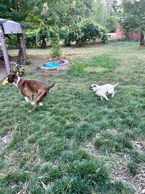 Pork Chop – Church of Pug