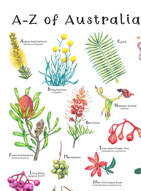 Unveiling Australia’s Native Treasures: Your Guide to the Wonders of Aussie Flora