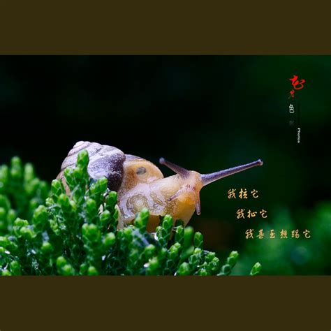牵一只蜗牛去散步-幼师宝典官网