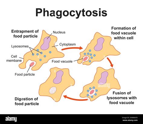 Phagocytosis Diagram Bilayer Engulfing