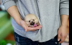 Image result for Teacup Pomeranian Dog Breed
