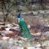 pictures of Flora & fauna in Varanasi - Brainly.in