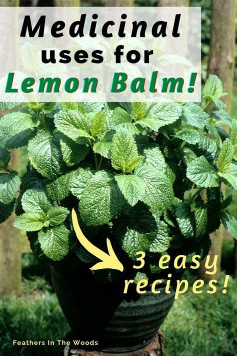 How to use lemon balm 3 recipes – Artofit