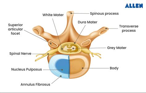 Vertebral Column: Definition, Diagram, Functions & Parts