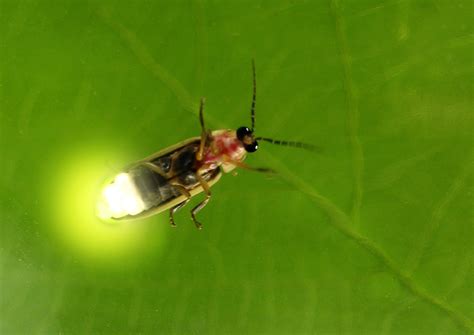 Fireflies: Vanishing Lights - Houston Arboretum & Nature Center Houston ...