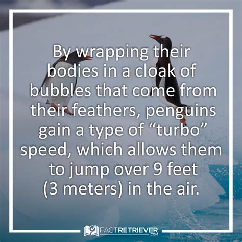 69 Interesting Facts about Penguins | FactRetriever.com | Fun facts ...