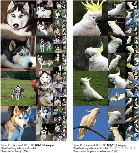 Diffusion Transformer 的图像结果