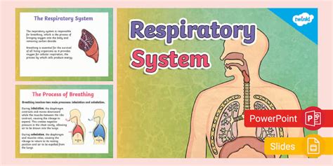 Respiratory System PowerPoint