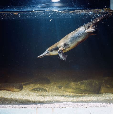 Do Platypus Sweat Milk