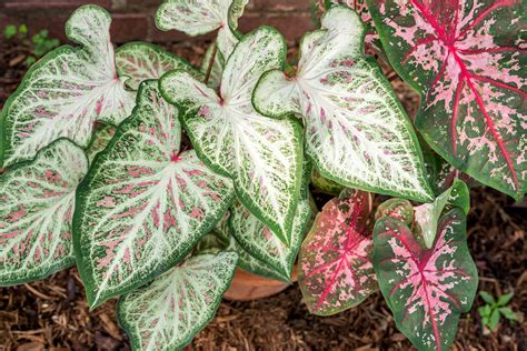 Caladiums - Tropical Perennials for Every Shade Garden