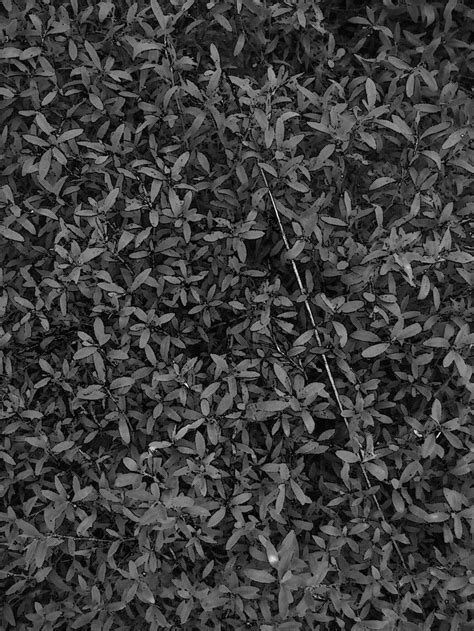 plant 01
