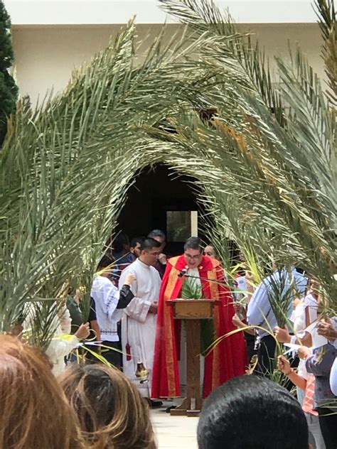 Where do the palms for Palm Sunday come from and how are they disposed ...