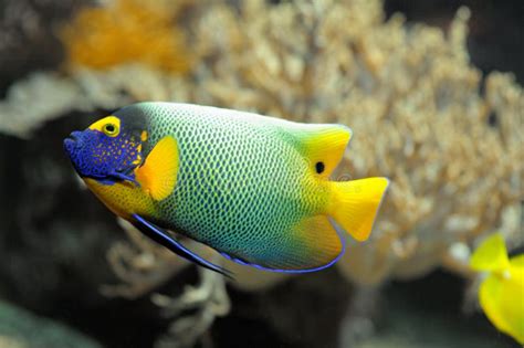 Image result for Colorful Angelfish