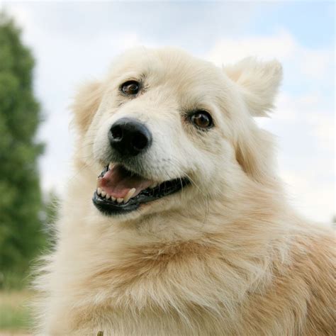 Silverado Veterinary Hospital After Care Packages Napa, CA