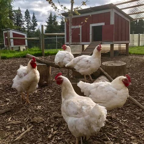 Cornish Cross Chickens: Everything You Need to Know