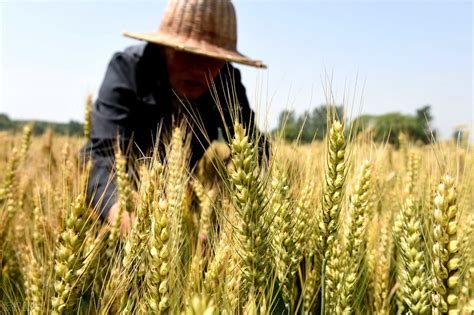 小麦在几月份成熟收获？生长周期要多久？有哪些新品种？ - 生活百科 - 宝妈育儿常识网