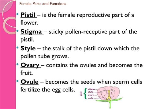 parts and functions of a flower (1).pptx