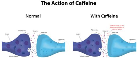 Does Caffeine Affect Muscle Growth at Linwood Morales blog
