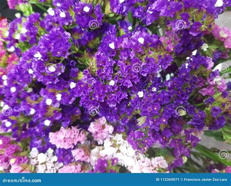 Small Flowers in Purple Colour in Floral Arrangement Stock Image ...