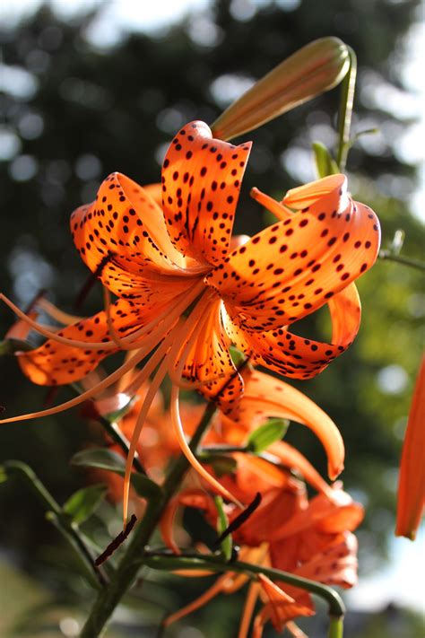 Tiger lily flowers how to grow tiger lilies and tiger lily care – Artofit