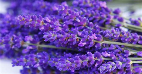 Lavender Plant Feeding How To Fertilize Lavender Plants
