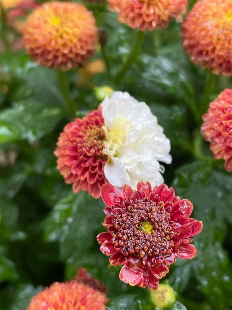 Beautiful Half white mum flower : r/gardening