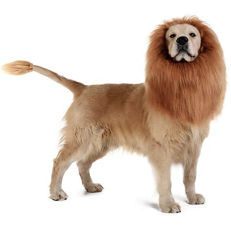 20+ Cute Halloween Costumes for Extra Large Dogs (up to 3XL!) - Hey ...