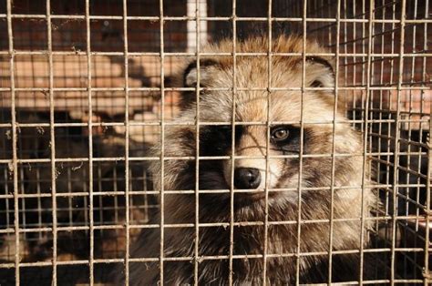 Animals Used for Fur - FOUR PAWS International - Animal Welfare ...