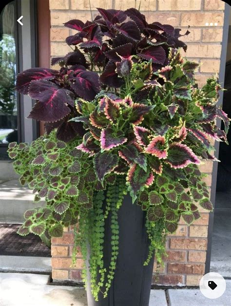 16 colorful shade garden pots plant lists – Artofit