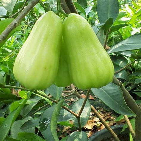 manfaat jambu merah