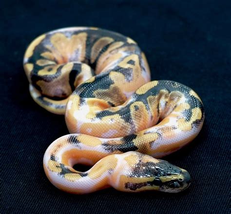 Image result for Chimera Ball Python