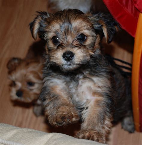 Shih Tzu Mix Yorkie - FEEDGUIDES.COM