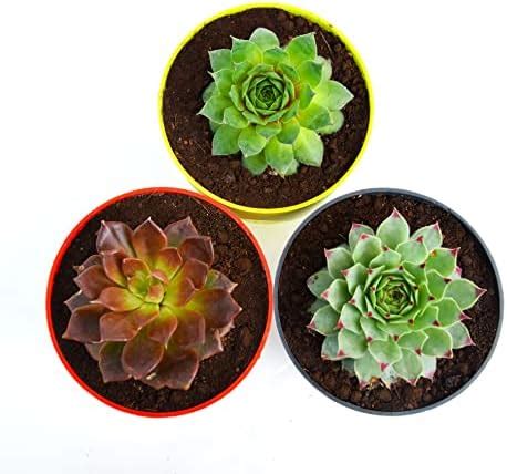 India Gardening Red Tip Laxmi Kamal Succulent Plant | Common houseleek ...