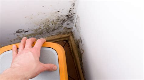 Mold Toxicity: How to recognize its symptoms that appear like a common cold