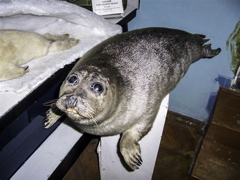 Species Endemic To Lake Baikal