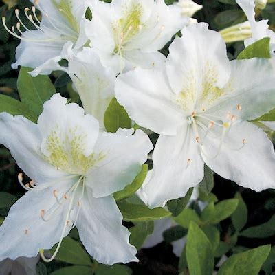 Flowering Girard Pleasant Azalea Plants, Bulbs & Seeds at Lowes.com