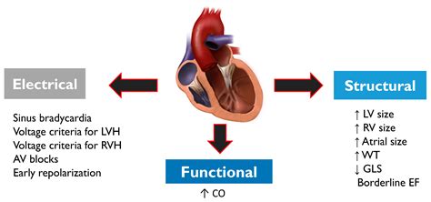 Sudden Cardiac Death in Athletes: Facts and Fallacies