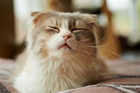 animal allergies symptoms