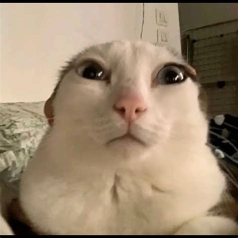Image result for Cat HTML Code