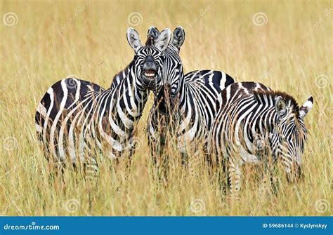 Zebra in the Masai Mara stock photo. Image of grass, landscape - 59686144