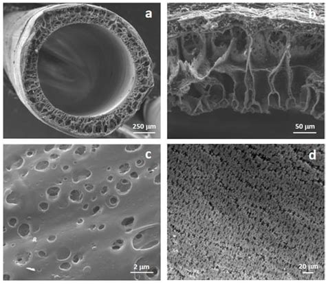 Poly(ε-Caprolactone) Hollow Fiber Membranes for the Biofabrication of a ...