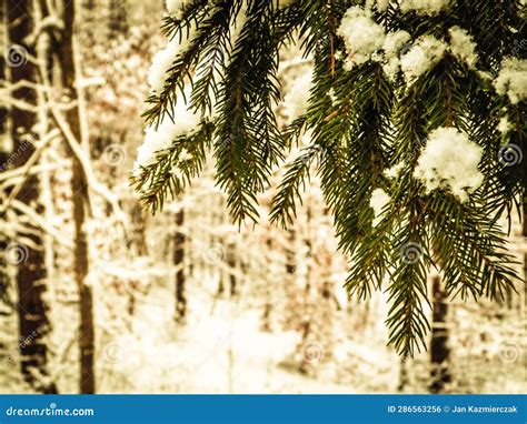 Beginning of Winter - Fresh Snow on Spruce Tree Stock Photo - Image of ...