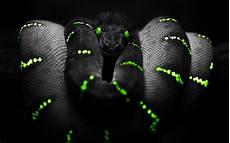 Black Mamba Wallpaper Iphone by Black Mamba Wallpapers Wallpaper Cave Black Mamba Wallpaper Iphone