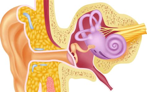Vestibule Definition Bulb at Norma Green blog