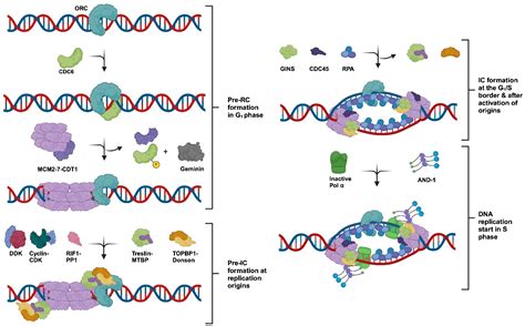 Starting DNA Synthesis: Initiation Processes during the Replication of ...