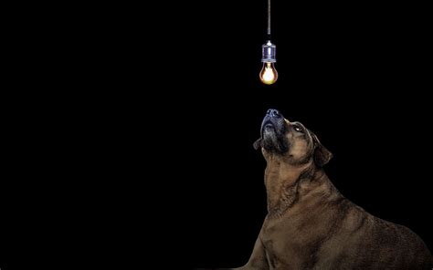 Download wallpaper 3840x2400 dog, light bulb, idea 4k ultra hd 16:10 hd ...