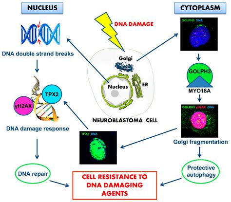 Role of GOLPH3 and TPX2 in Neuroblastoma DNA Damage Response and Cell ...