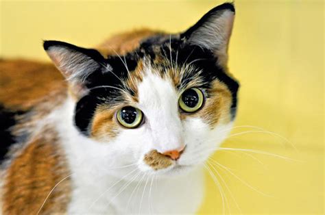 What Is A Calico Cat Look Like at Margurite Stokes blog