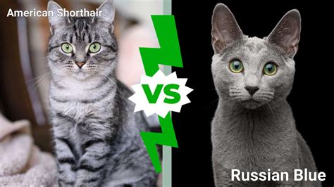 American Shorthair vs. Russian Blue Cat: Key Differences Explained - A ...