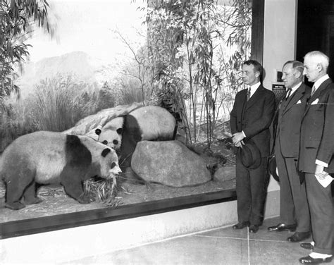 Vintage Chicago Tribune: How Brookfield Zoo became home to Su-Lin, the ...